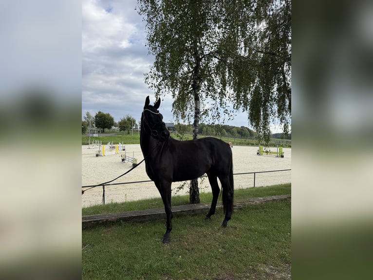 Oldenburger Stute 4 Jahre 163 cm Rappe in Bonefeld