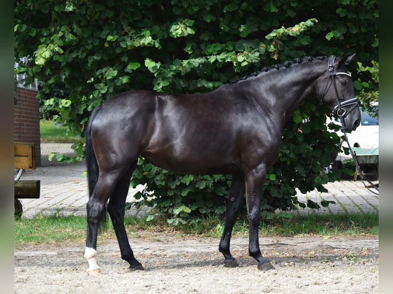 Oldenburger Stute 4 Jahre 163 cm Rappe in F&#xFC;rstenau