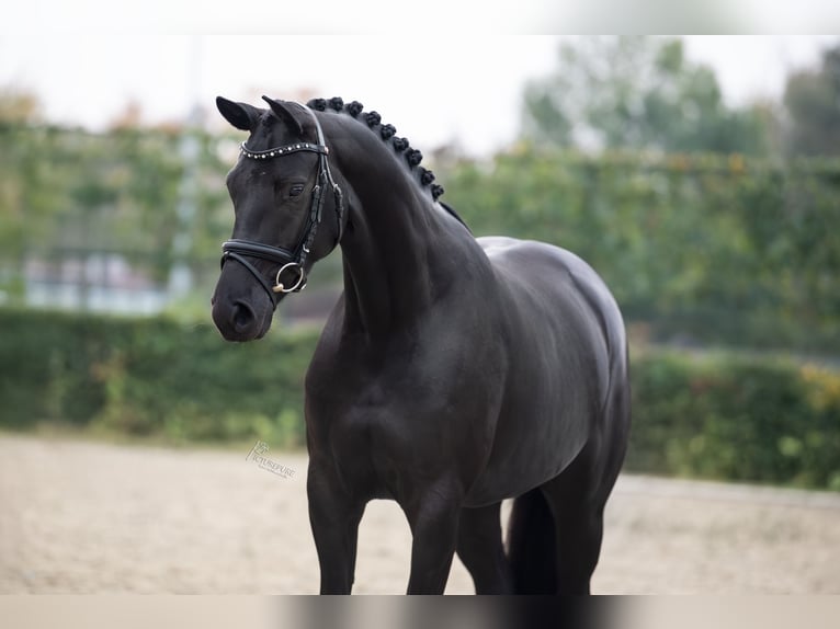 Oldenburger Stute 4 Jahre 163 cm Rappe in Limbricht