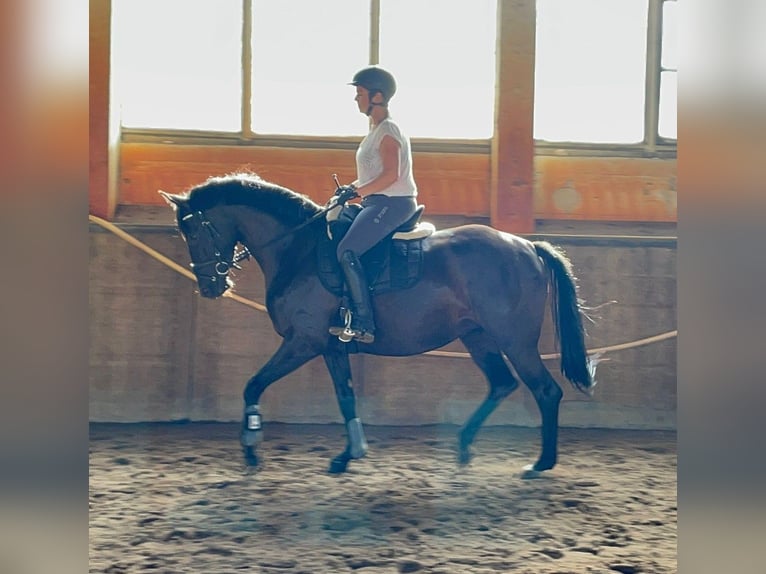 Oldenburger Stute 4 Jahre 163 cm Rappe in Schlaitz