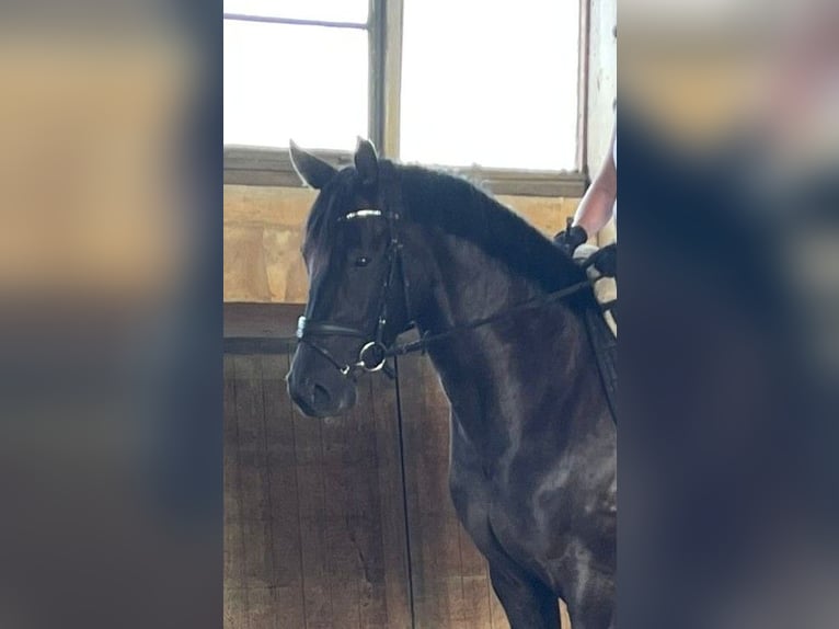 Oldenburger Stute 4 Jahre 163 cm Rappe in Schlaitz