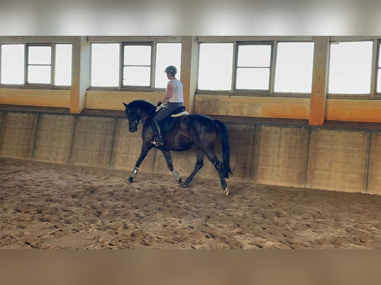 Oldenburger Stute 4 Jahre 163 cm Rappe in Schlaitz