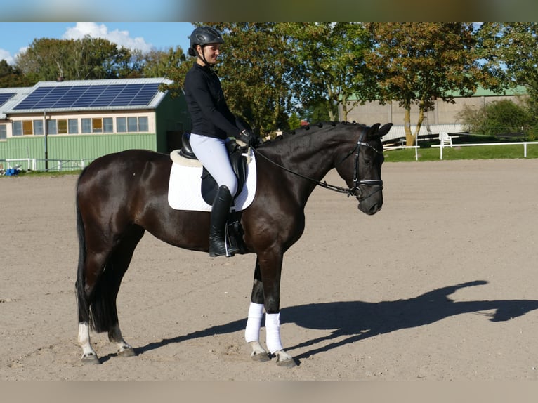 Oldenburger Stute 4 Jahre 163 cm Rappe in Ganschow