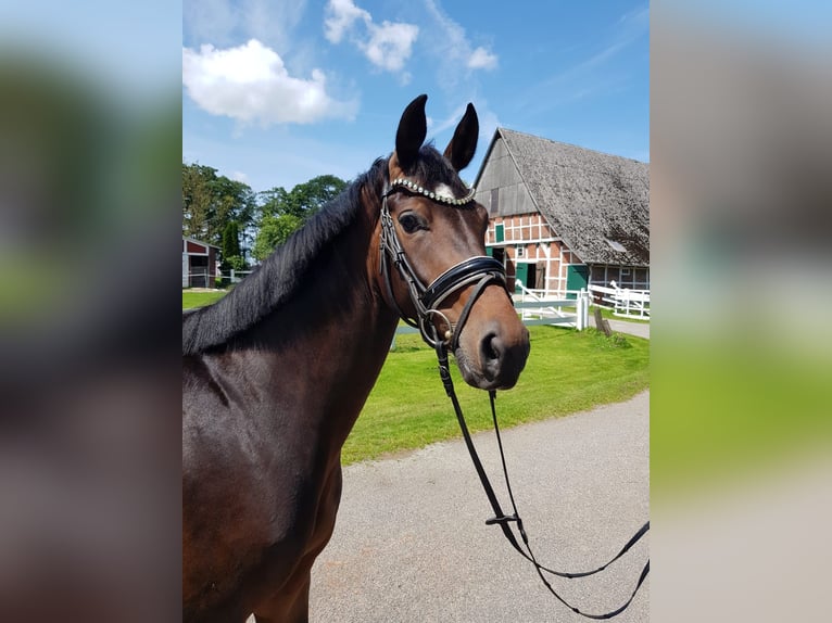 Oldenburger Stute 4 Jahre 164 cm Brauner in Cuxhaven