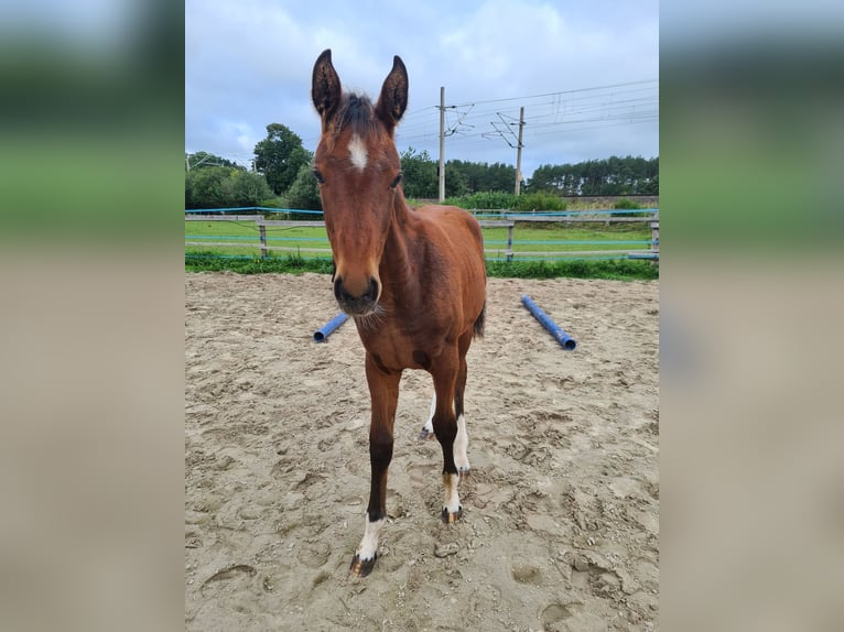 Oldenburger Stute 4 Jahre 164 cm Brauner in Isenb&#xFC;ttel