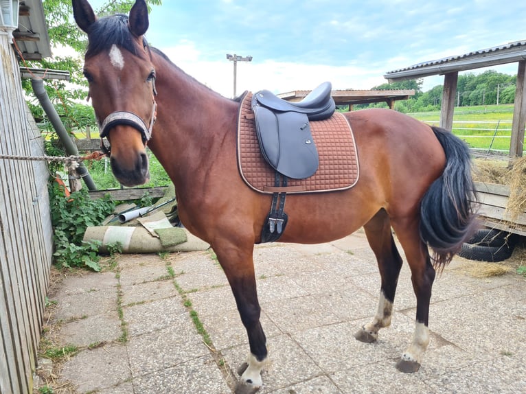 Oldenburger Stute 4 Jahre 164 cm Brauner in Isenb&#xFC;ttel