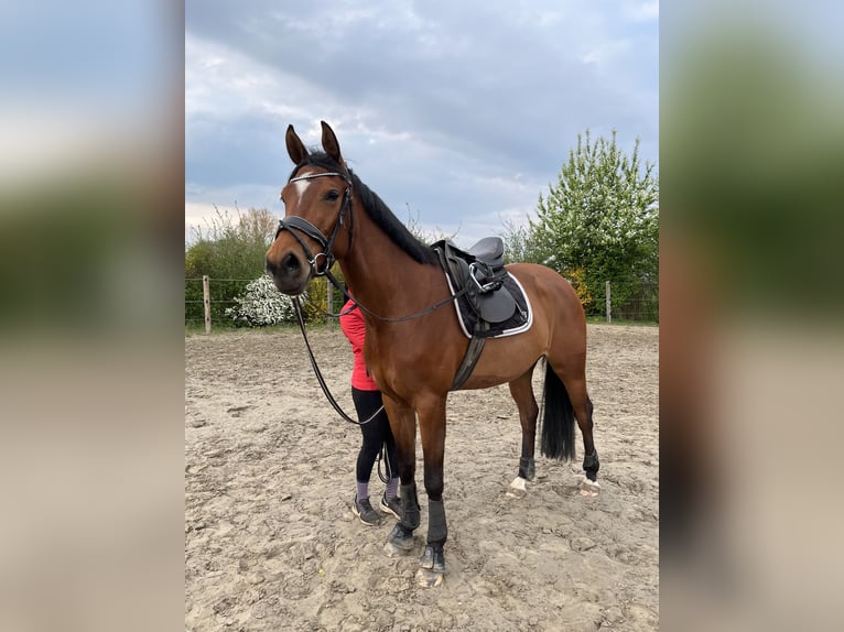 Oldenburger Stute 4 Jahre 164 cm Brauner in Bekm&#xFC;ndeItzehoe