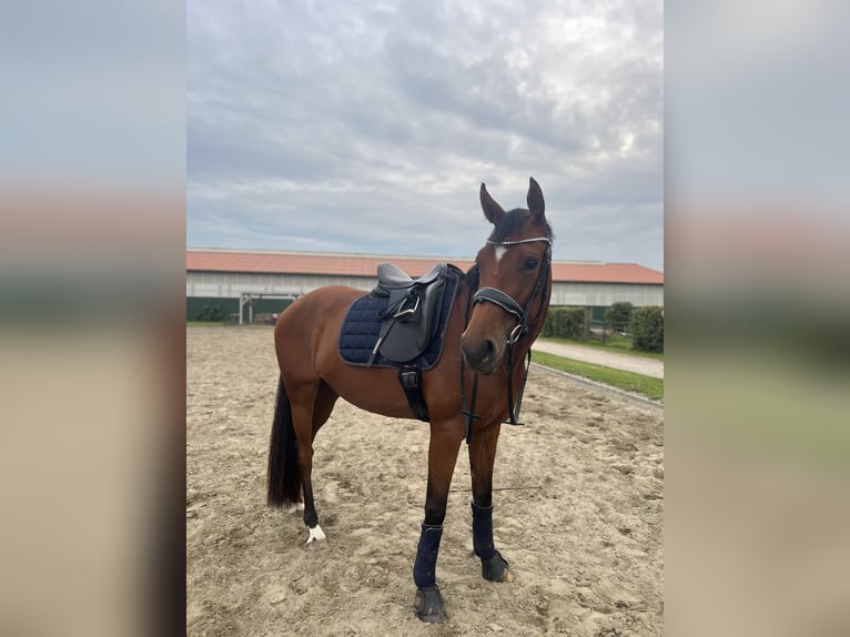 Oldenburger Stute 4 Jahre 164 cm Brauner in Bekm&#xFC;ndeItzehoe