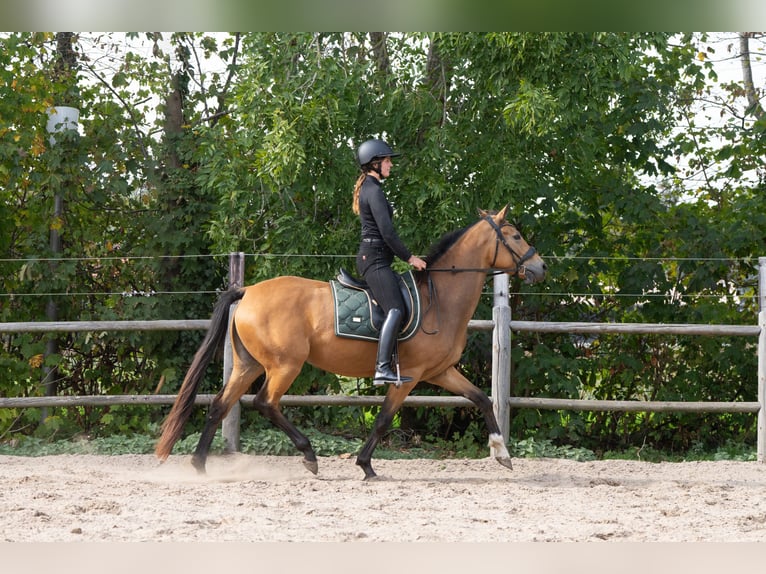 Oldenburger Stute 4 Jahre 164 cm Buckskin in Ulicotenulicoten