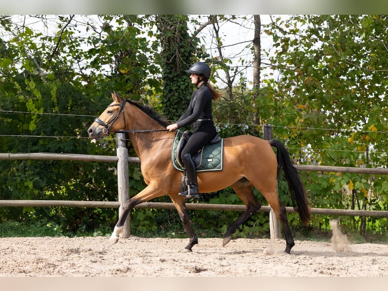 Oldenburger Stute 4 Jahre 164 cm Buckskin in Ulicotenulicoten