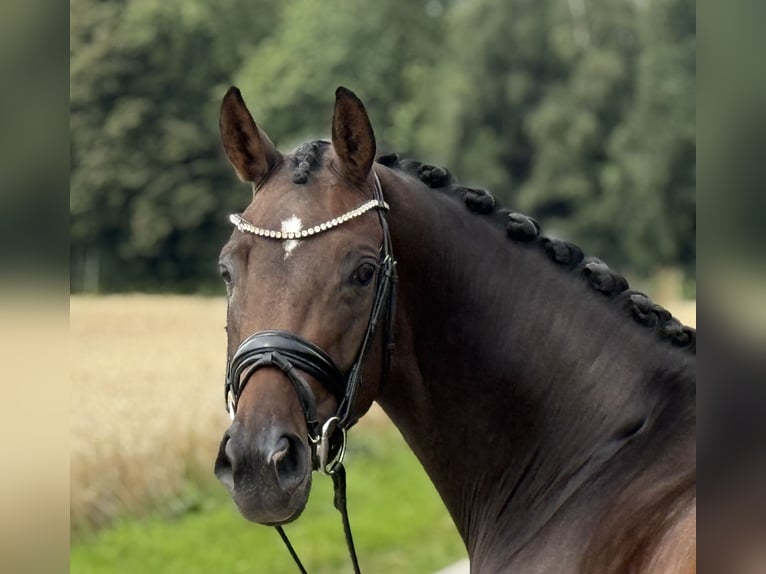 Oldenburger Stute 4 Jahre 164 cm in Visbek