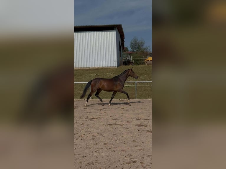 Oldenburger Stute 4 Jahre 164 cm Dunkelbrauner in Condom