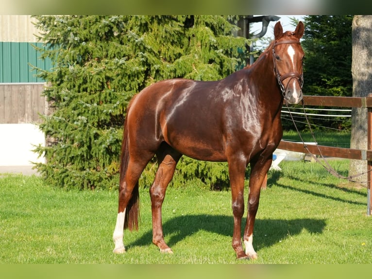 Oldenburger Stute 4 Jahre 164 cm Fuchs in Wittendörp, OT. Pogreß