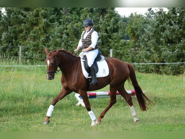 Oldenburger Stute 4 Jahre 164 cm Fuchs in Wittendörp, OT. Pogreß