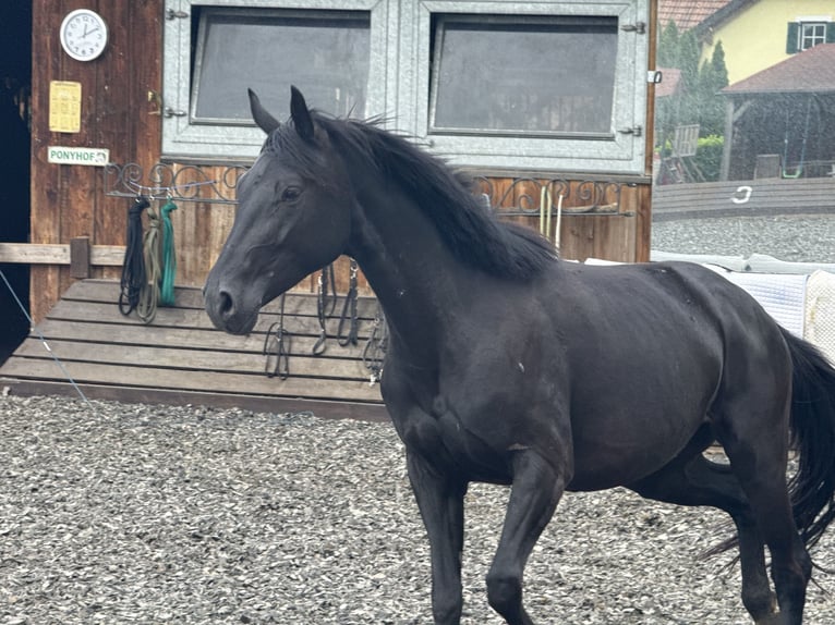 Oldenburger Stute 4 Jahre 164 cm Rappe in Linz