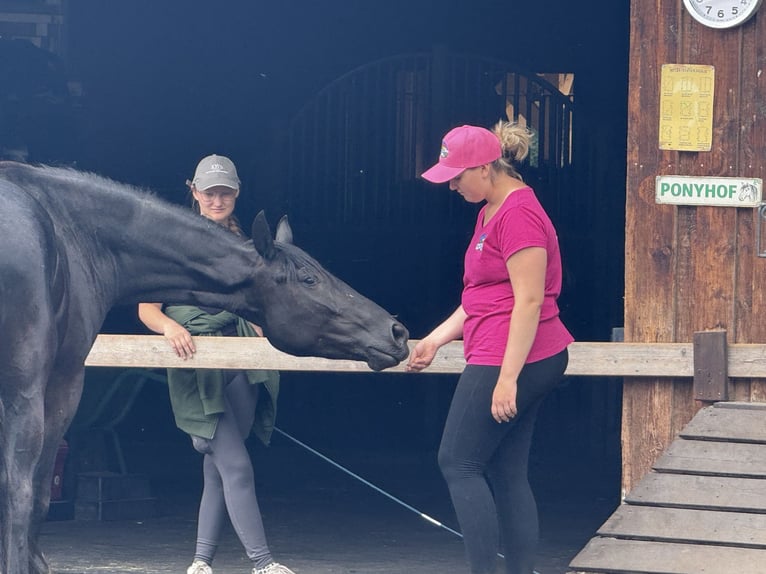 Oldenburger Stute 4 Jahre 164 cm Rappe in Linz
