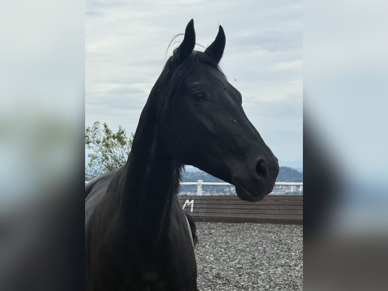 Oldenburger Stute 4 Jahre 164 cm Rappe in Linz