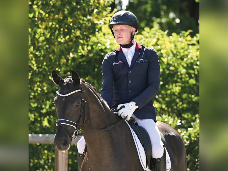 Oldenburger Stute 4 Jahre 164 cm Rappe in Vechta