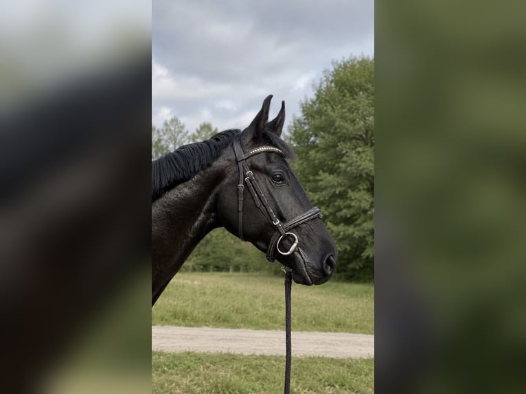 Oldenburger Stute 4 Jahre 164 cm Rappe in Lindenkreuz