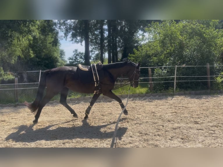 Oldenburger Stute 4 Jahre 164 cm Rappe in Lindenkreuz