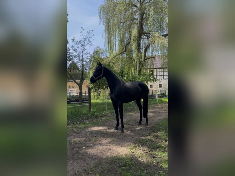 Oldenburger Stute 4 Jahre 164 cm Rappe in Lindenkreuz