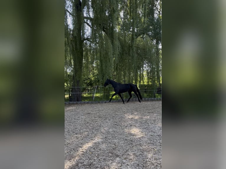 Oldenburger Stute 4 Jahre 164 cm Rappe in Lindenkreuz