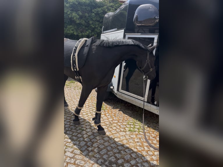 Oldenburger Stute 4 Jahre 164 cm Rappe in Lindenkreuz