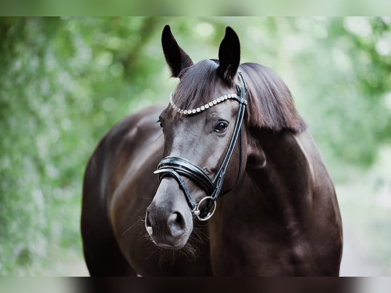 Oldenburger Stute 4 Jahre 164 cm Schwarzbrauner in Worms