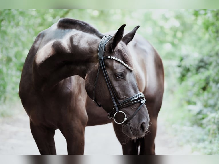 Oldenburger Stute 4 Jahre 164 cm Schwarzbrauner in Worms