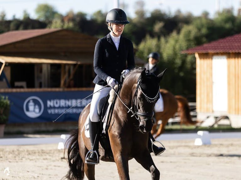 Oldenburger Stute 4 Jahre 164 cm Schwarzbrauner in Worms