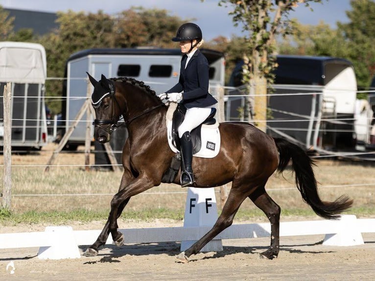 Oldenburger Stute 4 Jahre 164 cm Schwarzbrauner in Worms