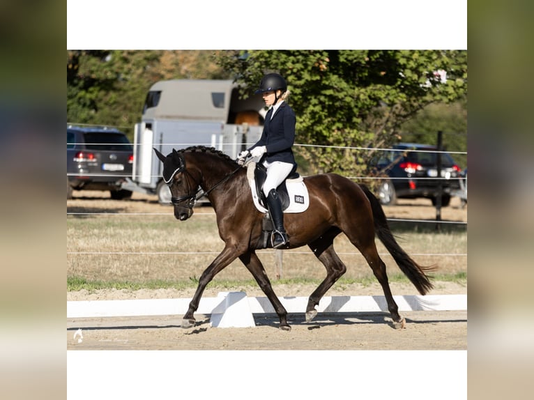 Oldenburger Stute 4 Jahre 164 cm Schwarzbrauner in Worms