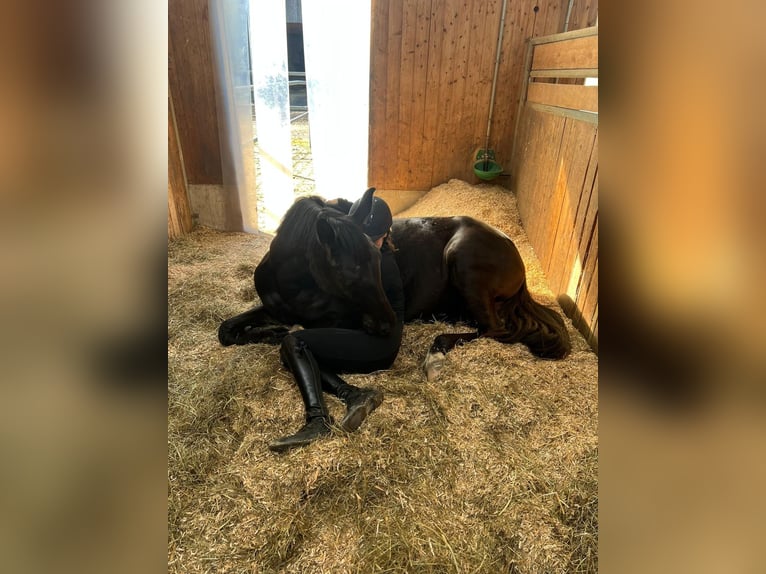 Oldenburger Stute 4 Jahre 164 cm Schwarzbrauner in Moosburg