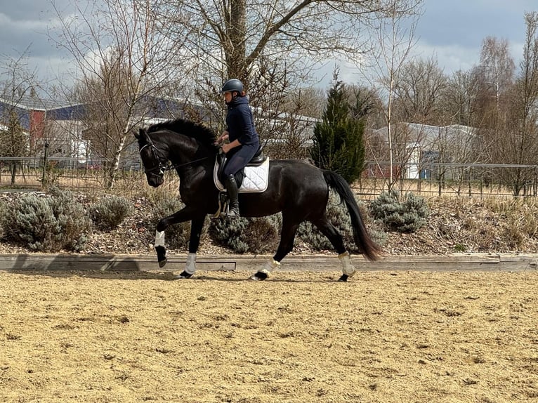 Oldenburger Stute 4 Jahre 164 cm Schwarzbrauner in Moosburg