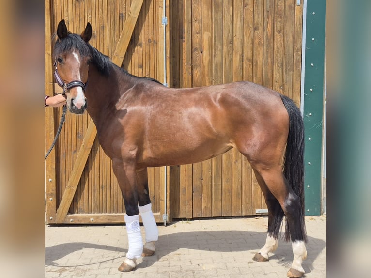 Oldenburger Stute 4 Jahre 165 cm Brauner in Stolberg (Rheinland)
