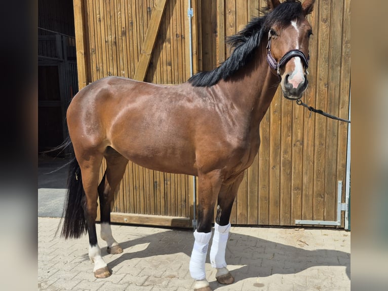 Oldenburger Stute 4 Jahre 165 cm Brauner in Stolberg (Rheinland)