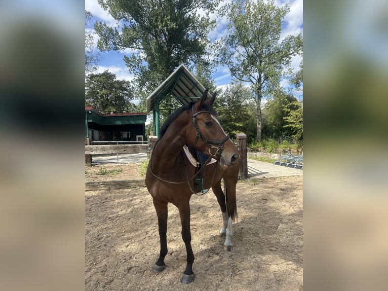 Oldenburger Stute 4 Jahre 165 cm Brauner in Babenhausen