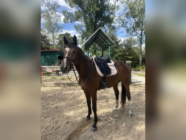 Oldenburger Stute 4 Jahre 165 cm Brauner in Babenhausen