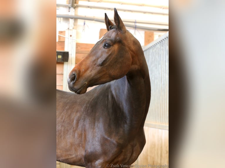 Oldenburger Stute 4 Jahre 165 cm Dunkelbrauner in Budaörs