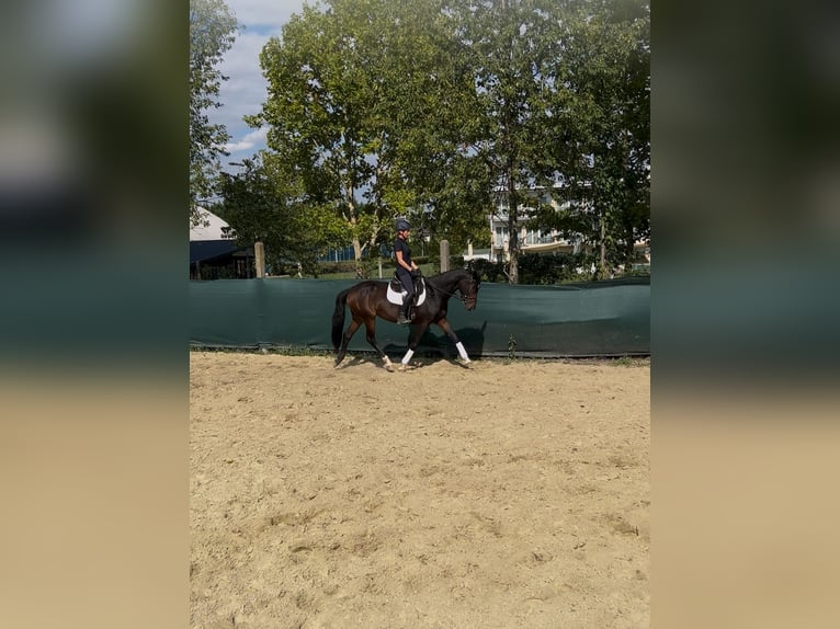 Oldenburger Stute 4 Jahre 165 cm Dunkelbrauner in ZSÁMBÉK