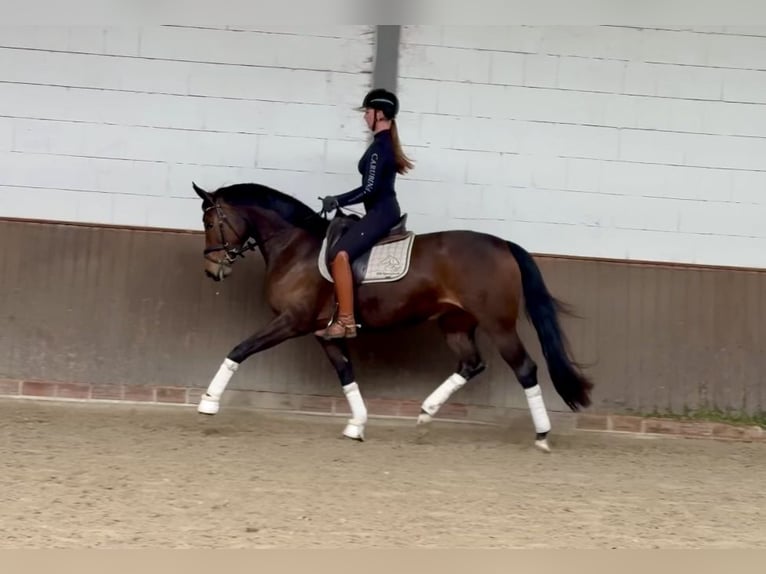 Oldenburger Stute 4 Jahre 165 cm Dunkelbrauner in Lohne (Oldenburg)
