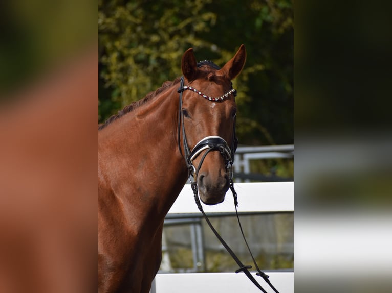 Oldenburger Stute 4 Jahre 165 cm Dunkelfuchs in Sch&#xFC;lp bei Nortorf