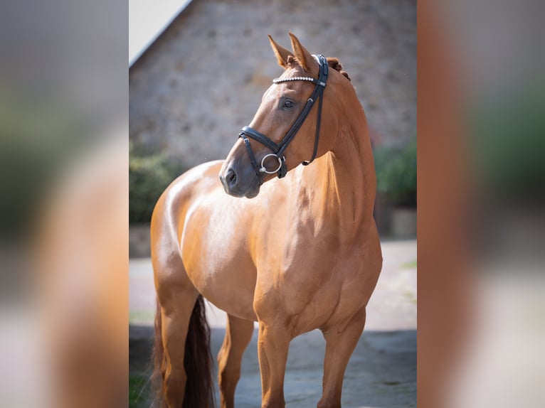 Oldenburger Stute 4 Jahre 165 cm Fuchs in Bramsche