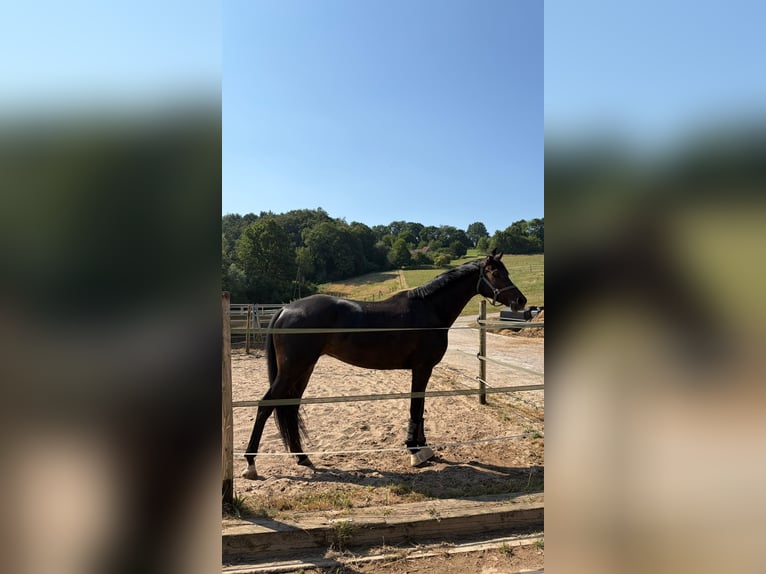 Oldenburger Stute 4 Jahre 165 cm Rappe in Ratingen