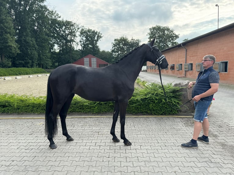 Oldenburger Stute 4 Jahre 165 cm Rappe in Visbek