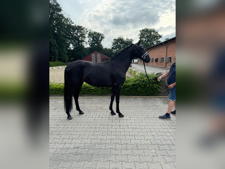 Oldenburger Stute 4 Jahre 165 cm Rappe in Visbek