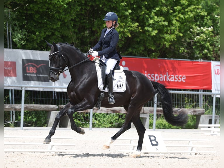 Oldenburger Stute 4 Jahre 165 cm Rappe in Waiblingen