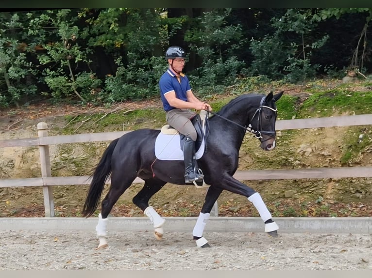 Oldenburger Stute 4 Jahre 165 cm Schwarzbrauner in Bramsche