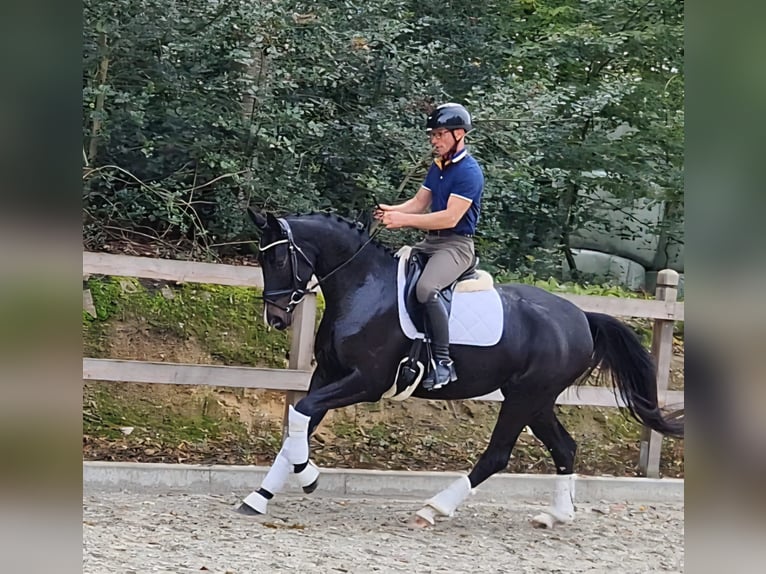Oldenburger Stute 4 Jahre 165 cm Schwarzbrauner in Bramsche