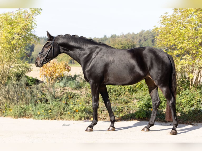 Oldenburger Stute 4 Jahre 165 cm Schwarzbrauner in Lehrberg